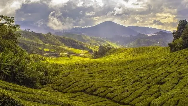 Lush green tea plantation in Taiwane Highlands, with rolling hills and neatly arranged tea bushes under a clear sky.