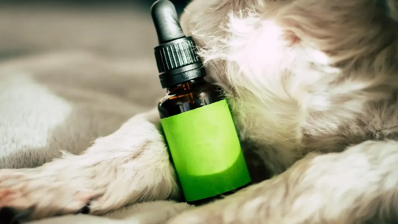 A dog comfortably lying on a bed with a bottle of camphor oil nearby, indicating a tranquil setting.