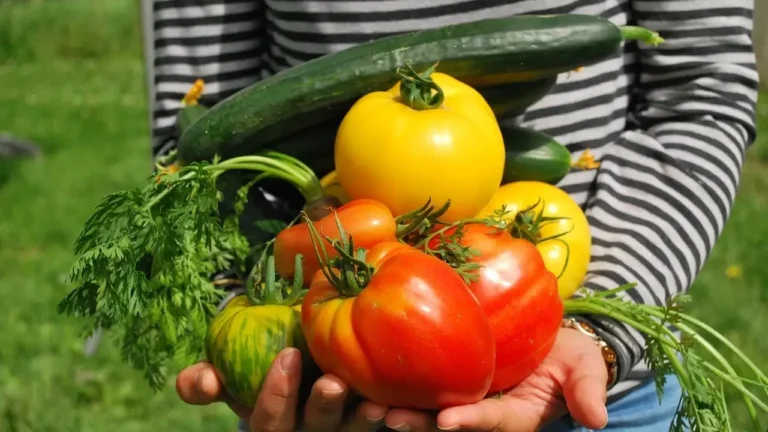 A person holding a colorful assortment of fresh vegetables in their hands, showcasing a variety of produce