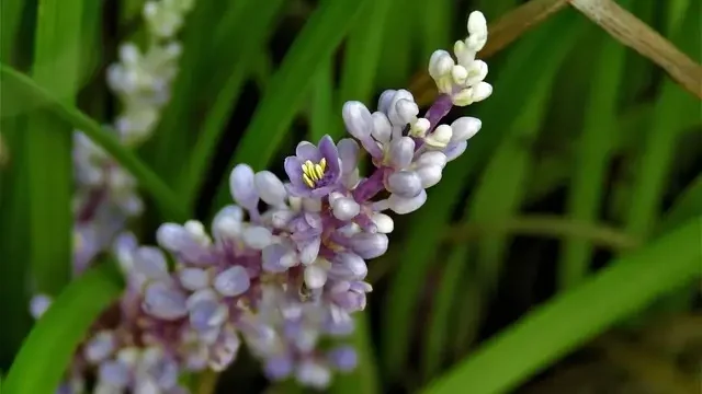A close-up of a purple flower featuring delicate white petals, showcasing intricate details and vibrant colors