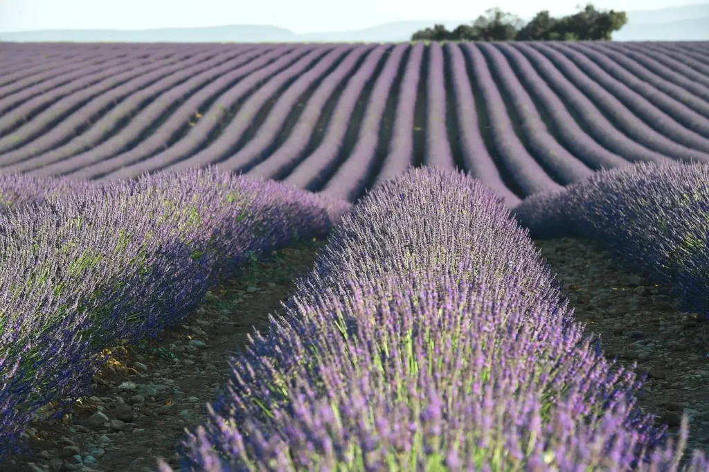 Expansive lavender field in Provence, France, showcasing vibrant purple blooms under a clear blue sky.