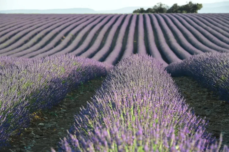 Expansive lavender field in Provence, France, showcasing vibrant purple blooms under a clear blue sky.