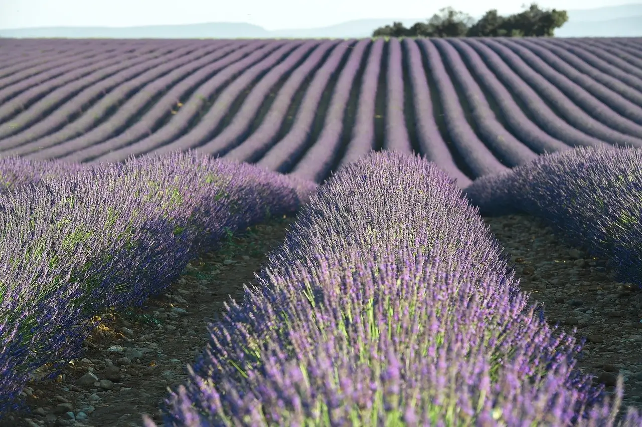 Expansive lavender field in Provence, France, showcasing vibrant purple blooms under a clear blue sky.