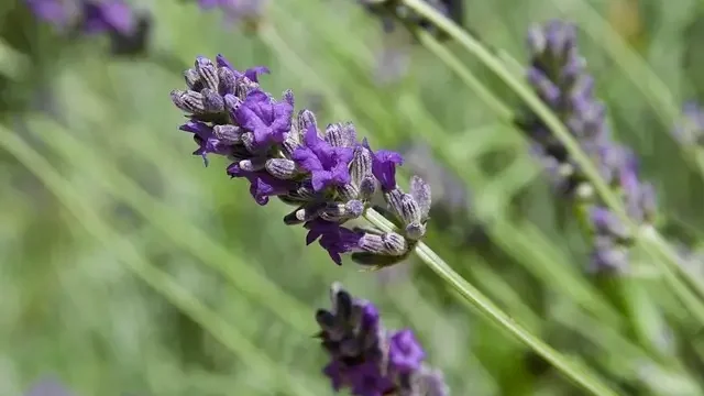  A vibrant field of blooming lavender flowers under a clear blue sky
