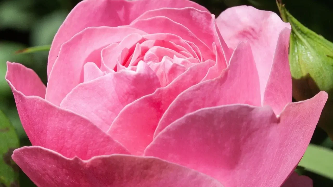 A blooming pink rose in a vibrant garden setting, showcasing its delicate petals and lush green leaves