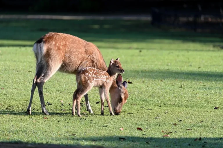 A deer and her fawn stand together in a grassy field, surrounded by lush greenery