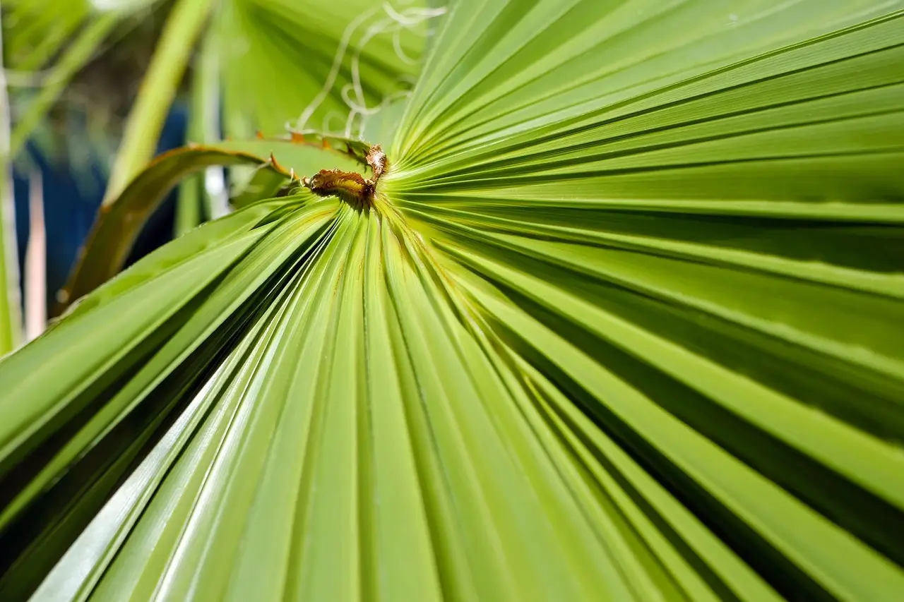 Close-up of a palm leaf against a vibrant green background, highlighting its texture and natural beauty