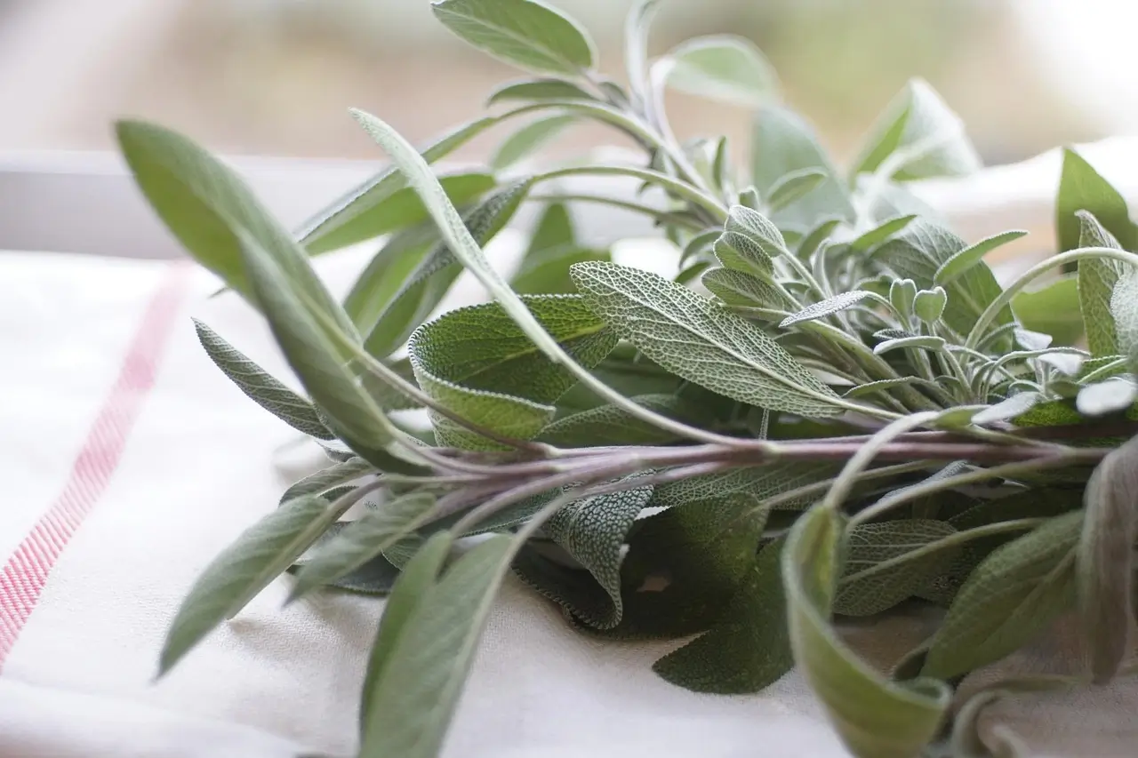 A collection of fresh herbs arranged on a white towel, showcasing their vibrant green colors and textures