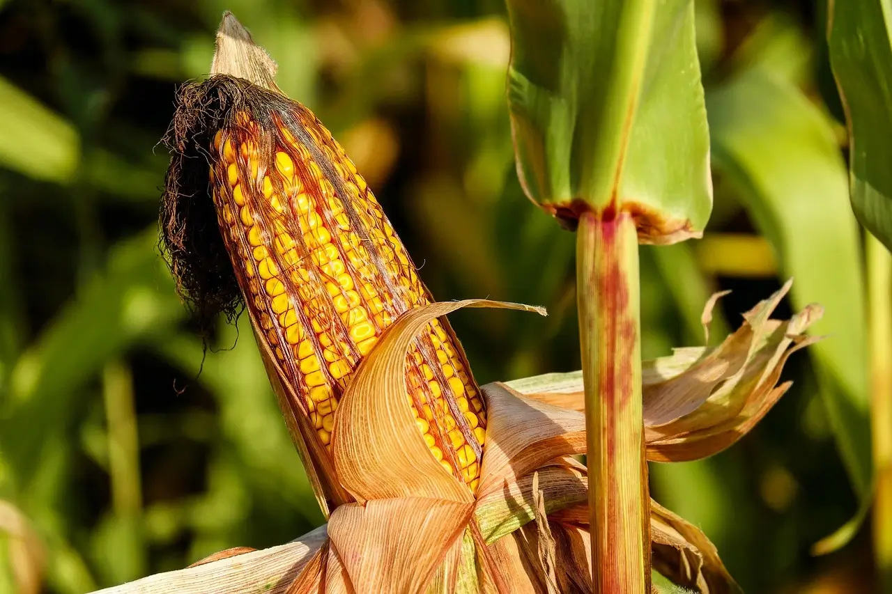 A close-up of a corn ear with bright yellow kernels growing on a green stalk