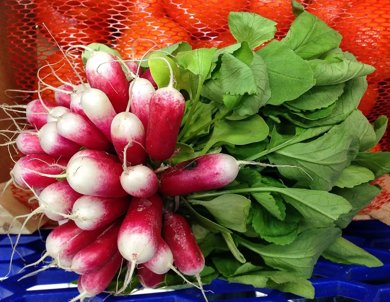 A cluster of fresh radishes with vibrant red skin and green leafy tops, arranged neatly on a white background